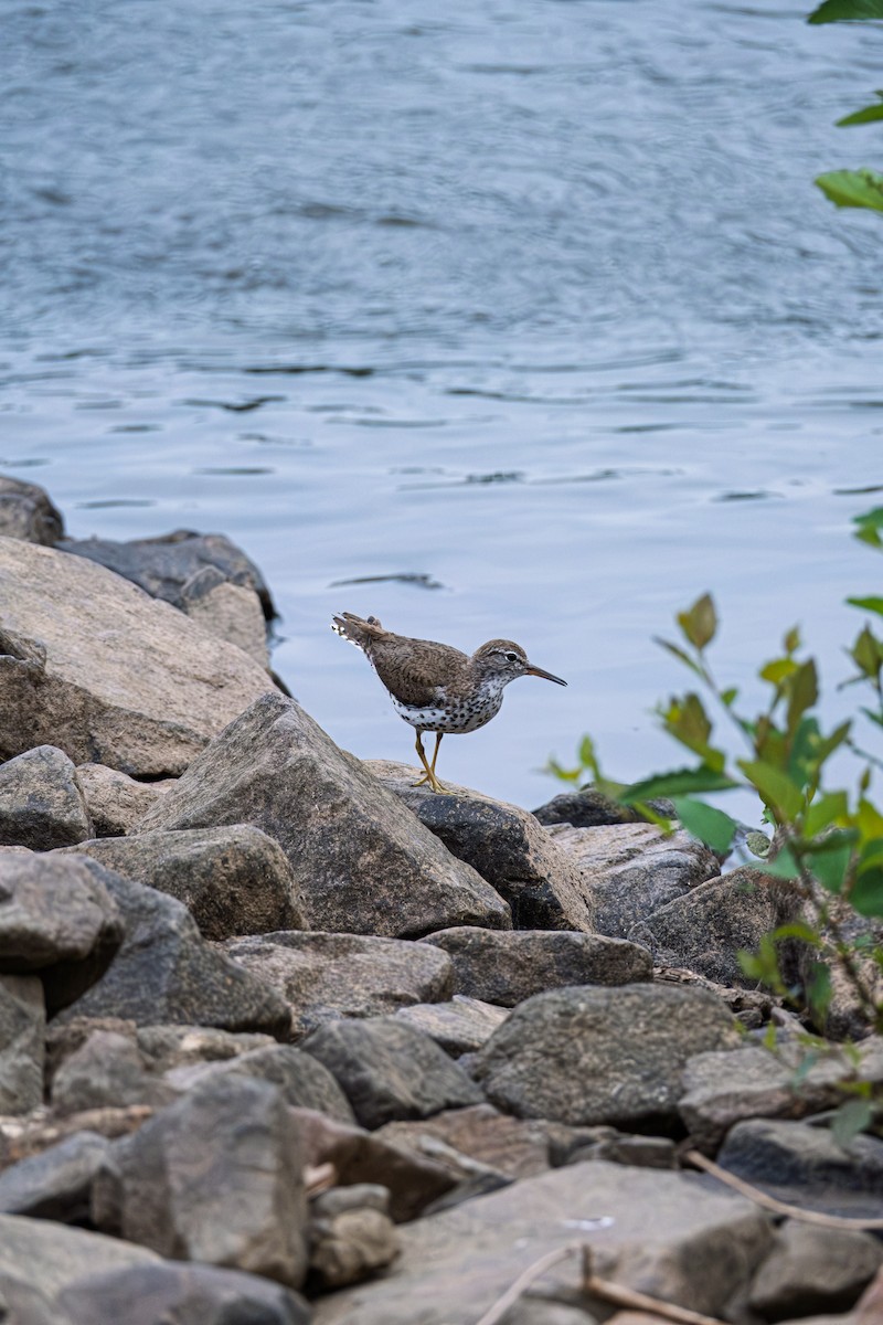 Spotted Sandpiper - ML643588362