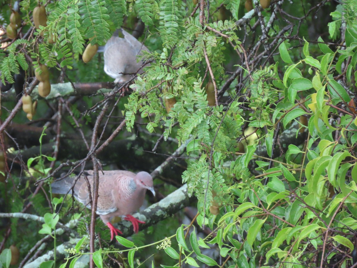 Picazuro Pigeon - ML643588369