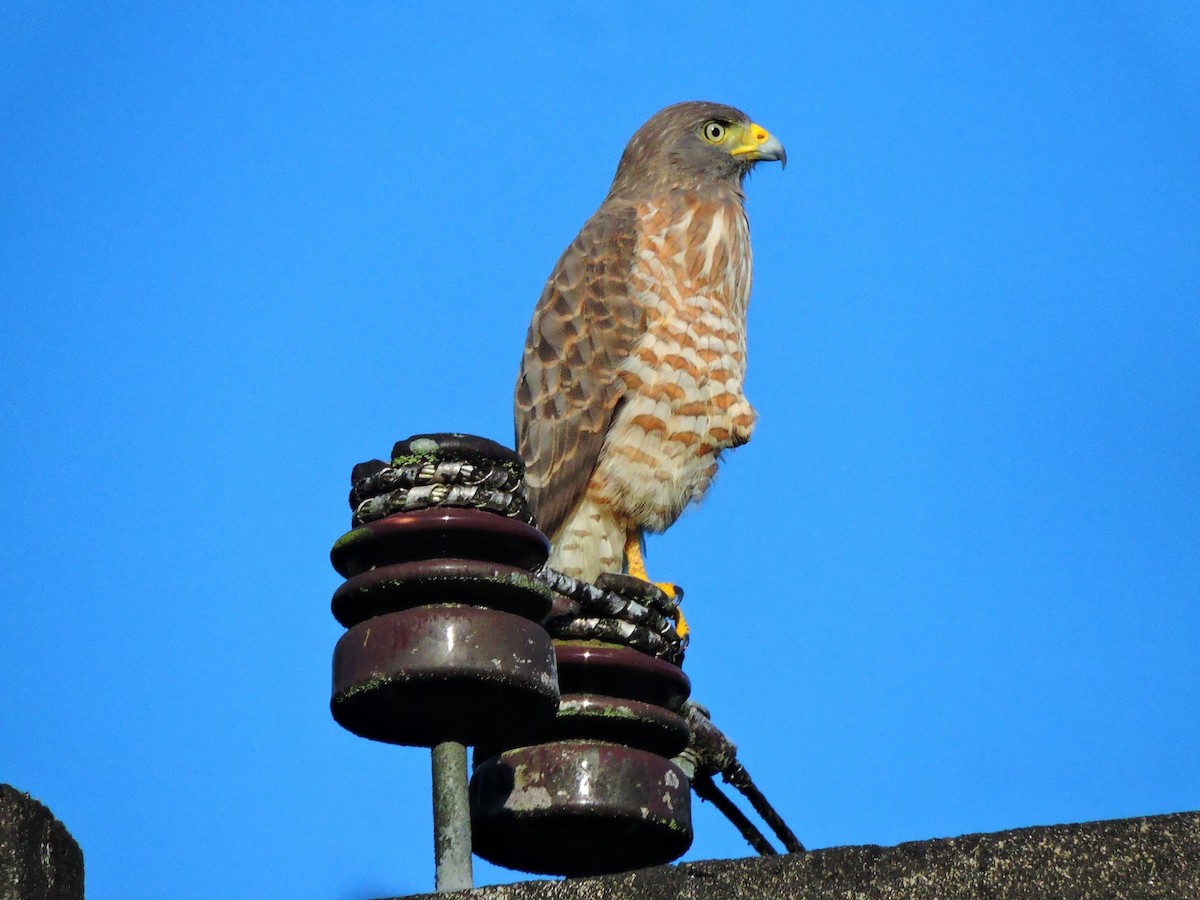 Roadside Hawk - ML643588370
