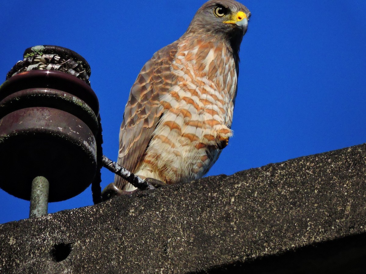 Roadside Hawk - ML643588371