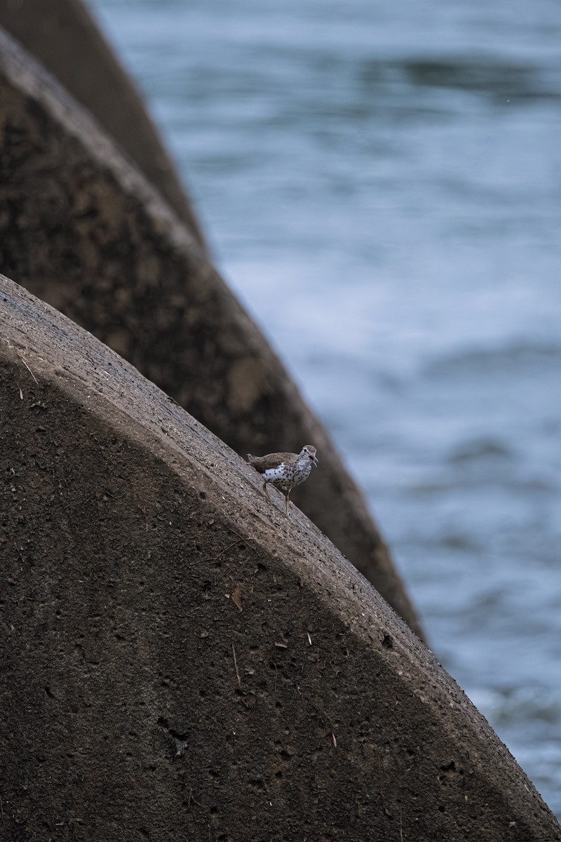 Spotted Sandpiper - ML643588376