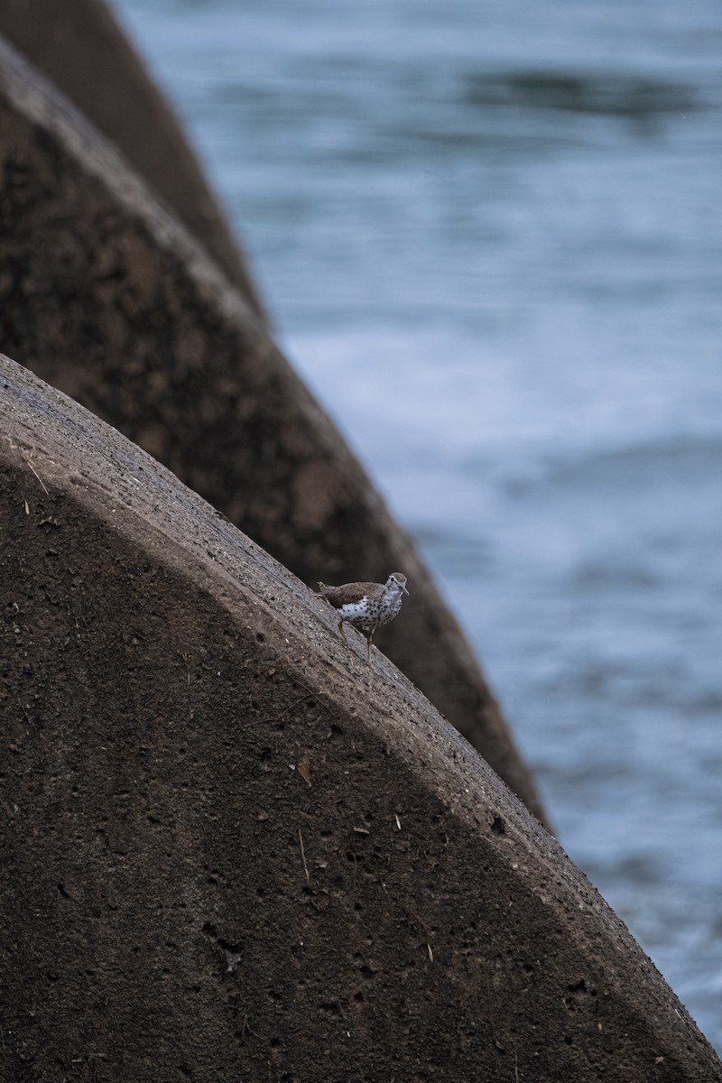 Spotted Sandpiper - ML643588377