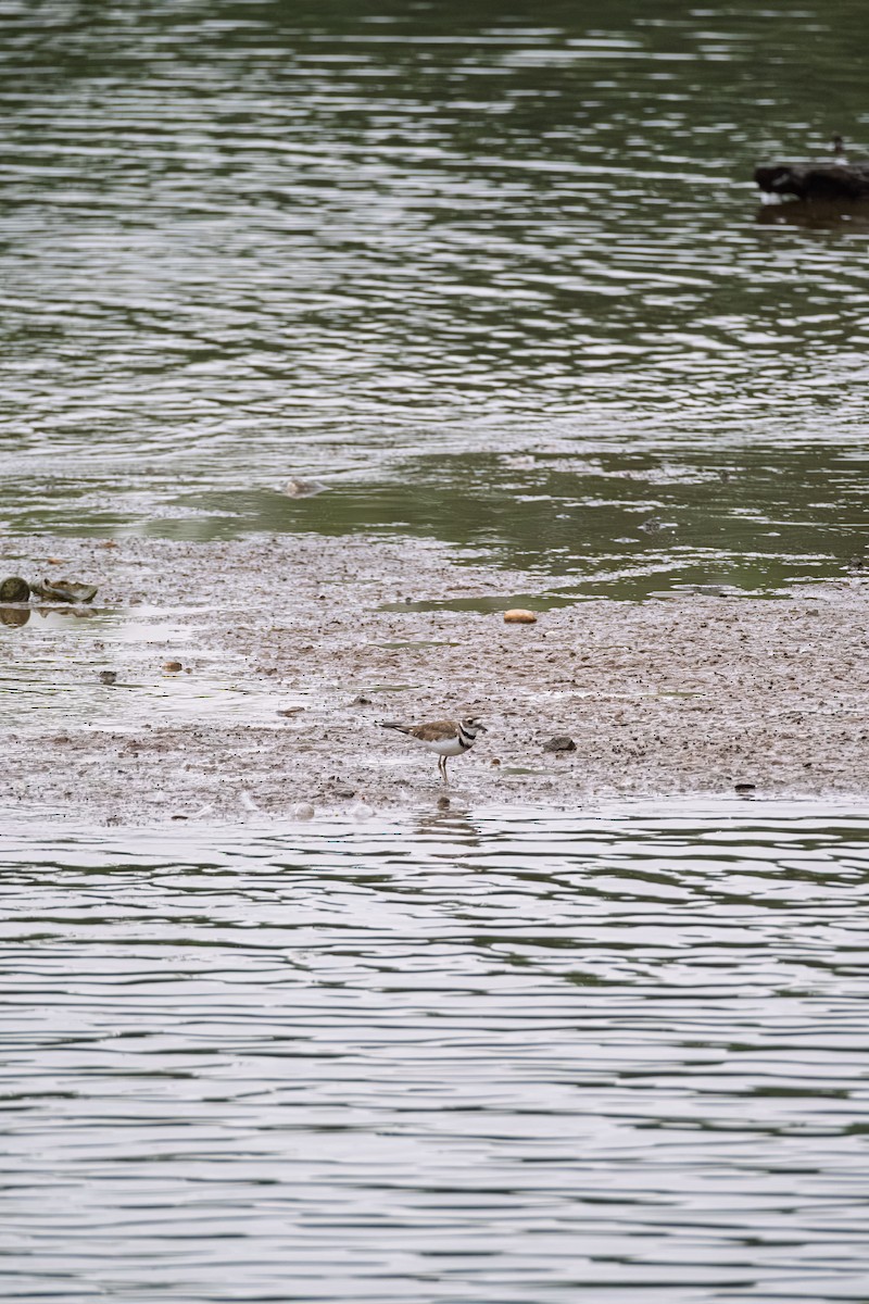 Killdeer - ML643588390