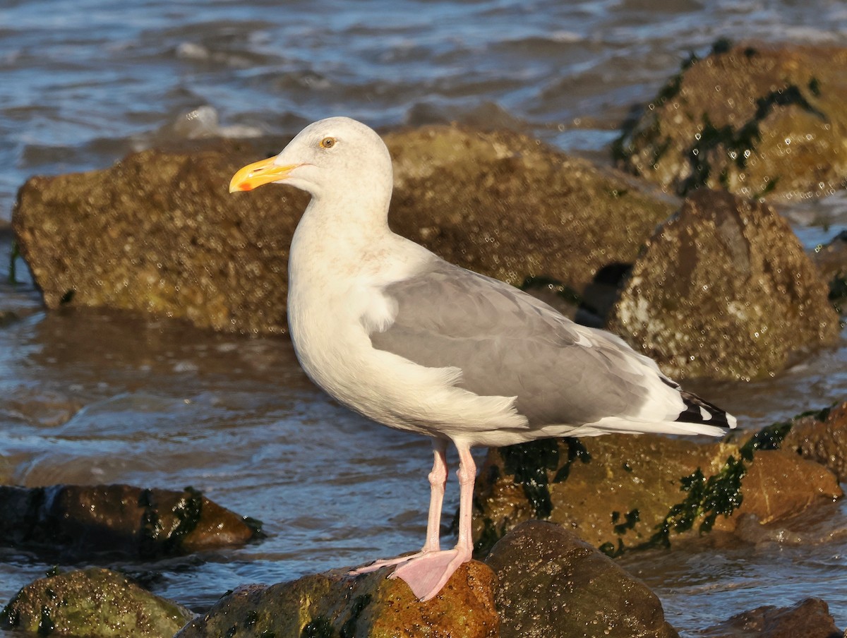 Western Gull - ML643588399