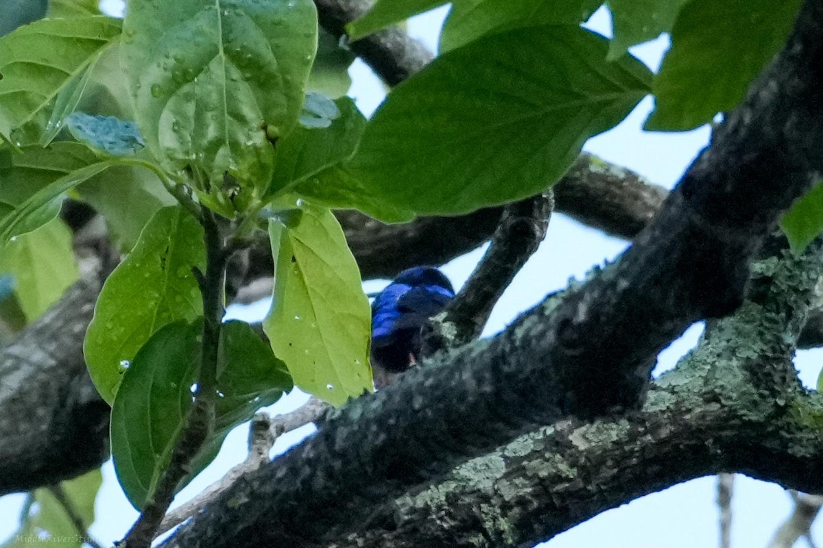 Red-legged Honeycreeper - ML643588431