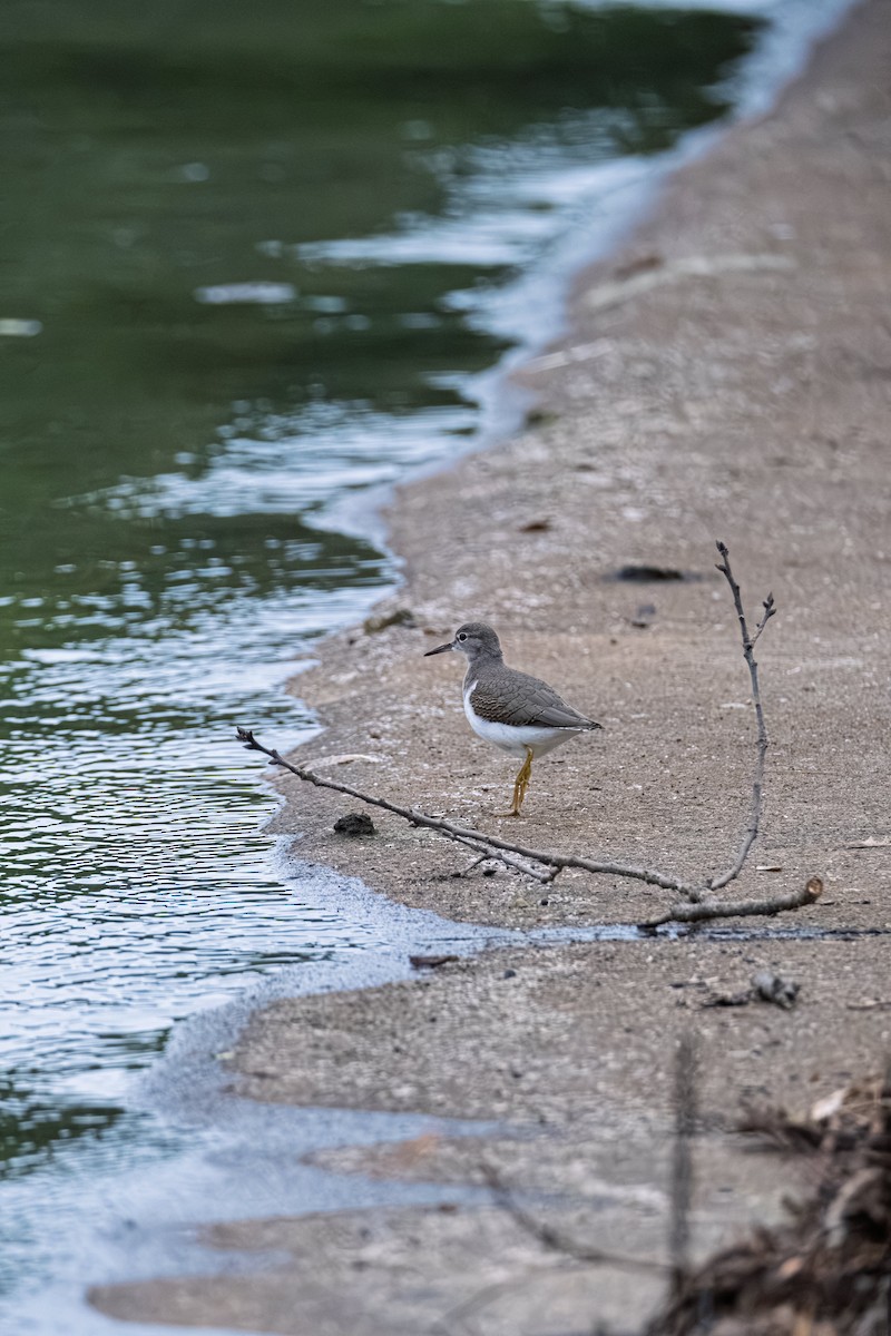 Spotted Sandpiper - ML643588432