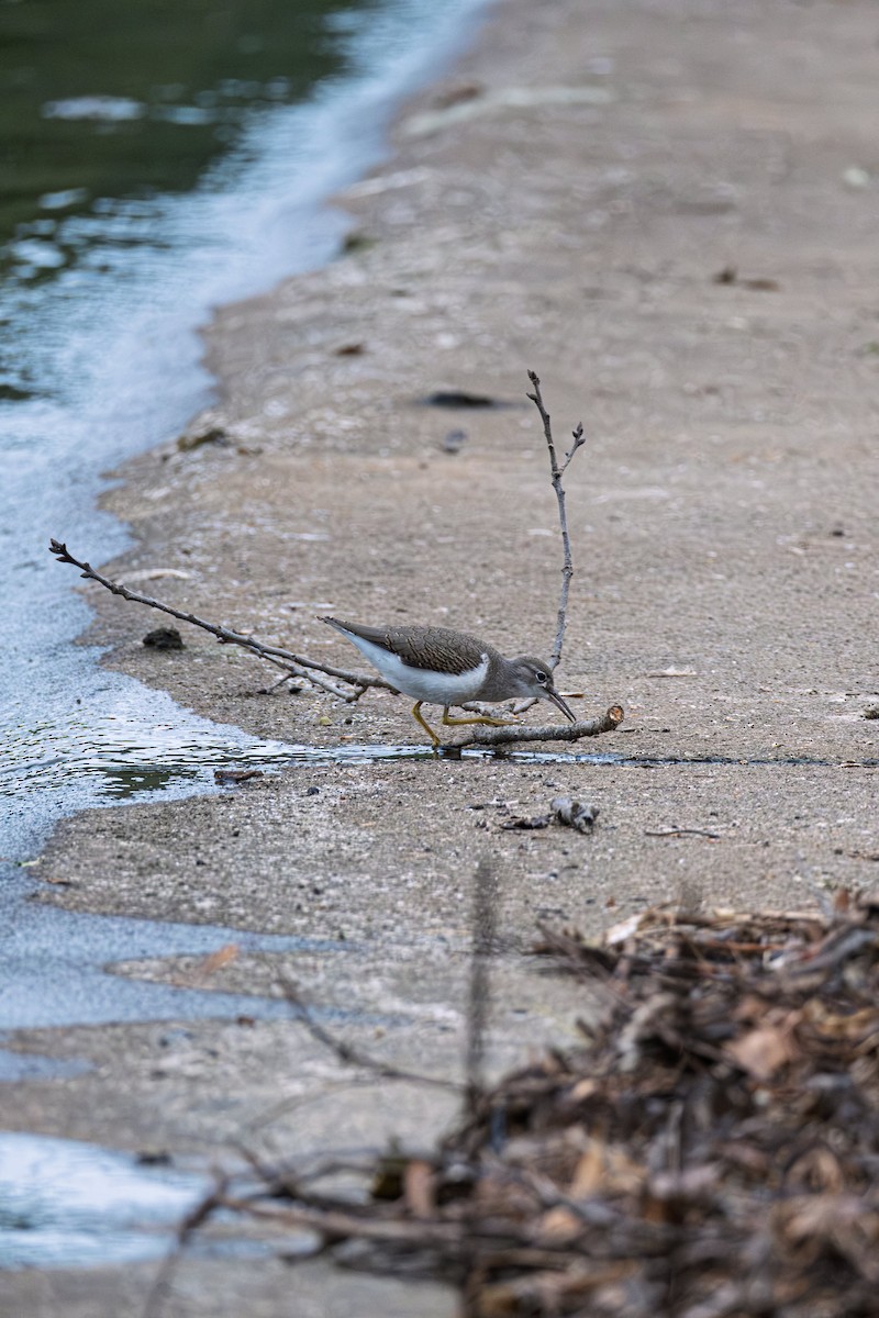 Spotted Sandpiper - ML643588434
