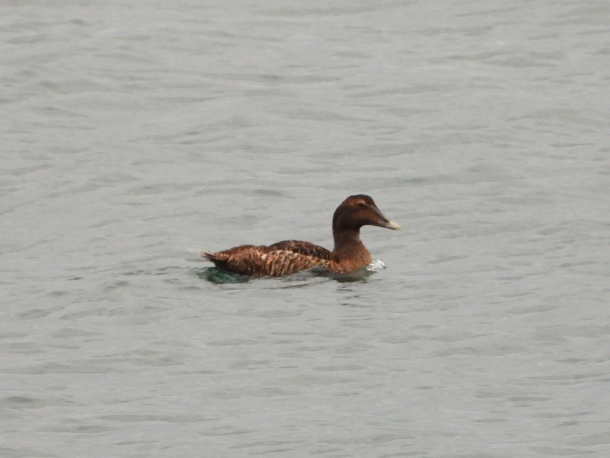Common Eider - ML643588446
