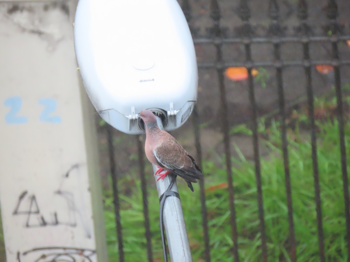 Picazuro Pigeon - ML643588451