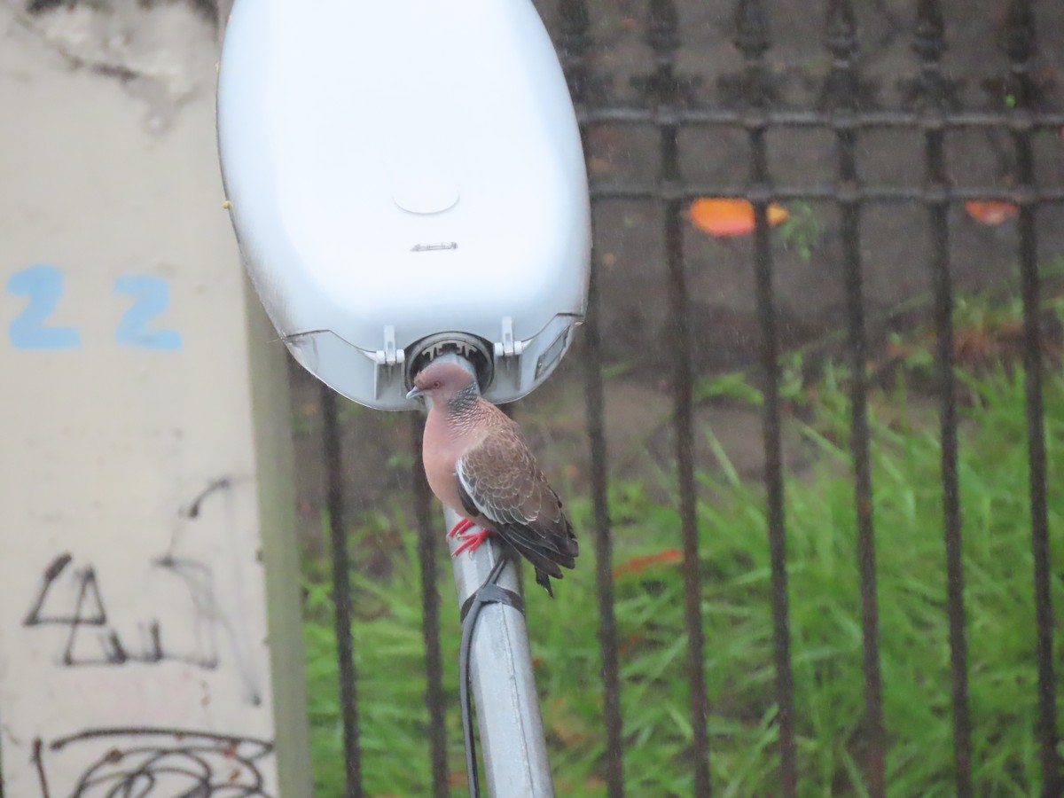 Picazuro Pigeon - ML643588465