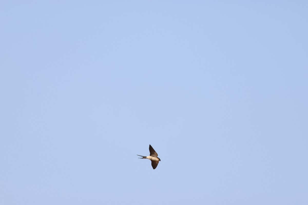 Greater Striped Swallow - ML643588466