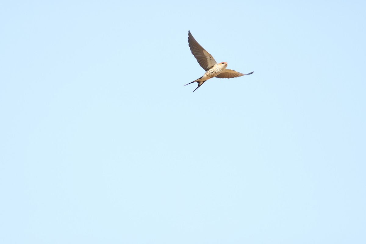 Greater Striped Swallow - ML643588467