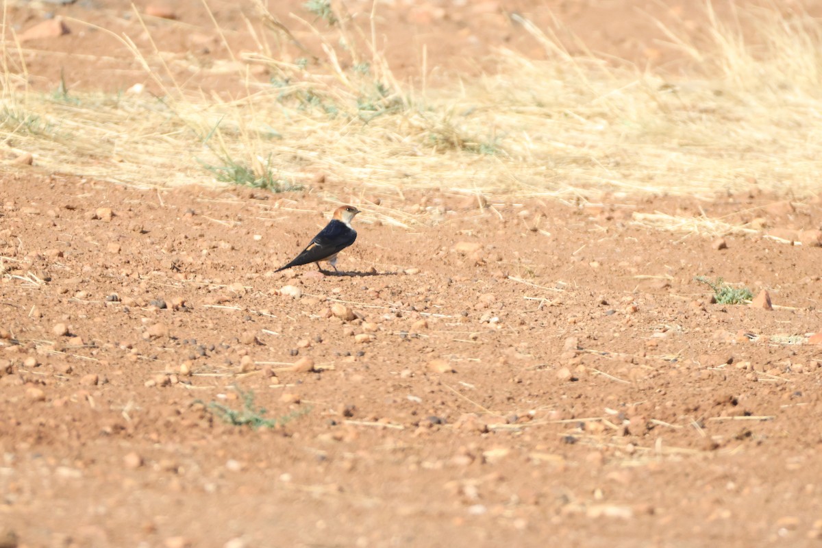 Greater Striped Swallow - ML643588468