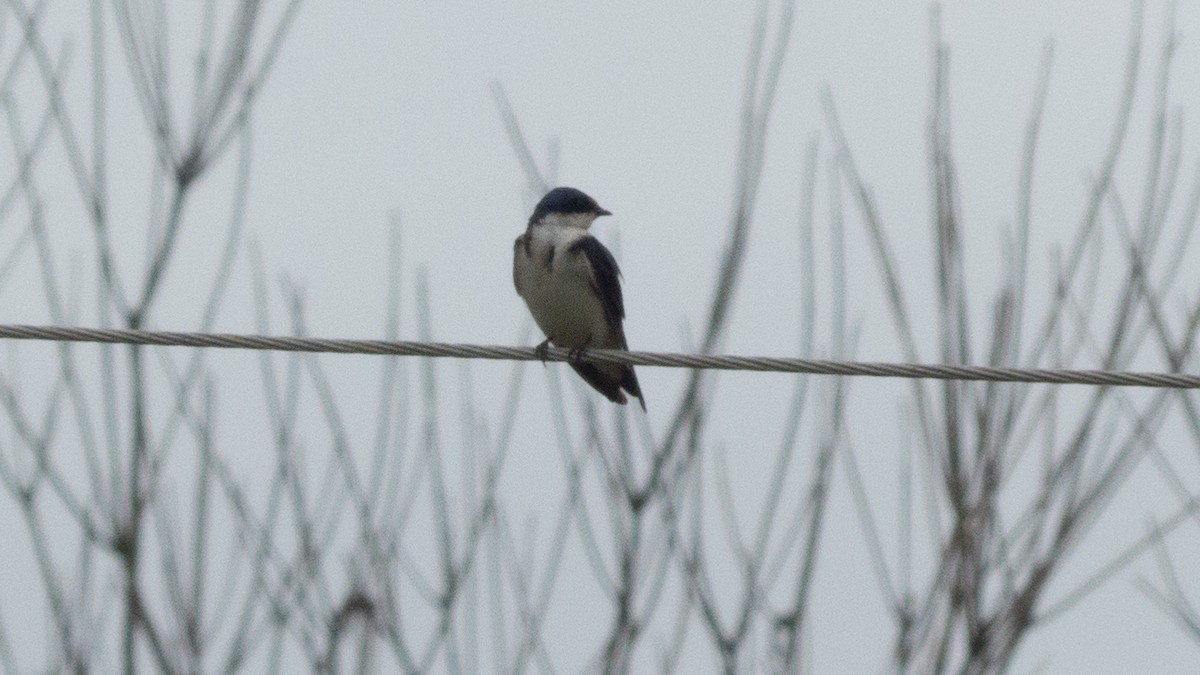 Blue-and-white Swallow - ML643588491