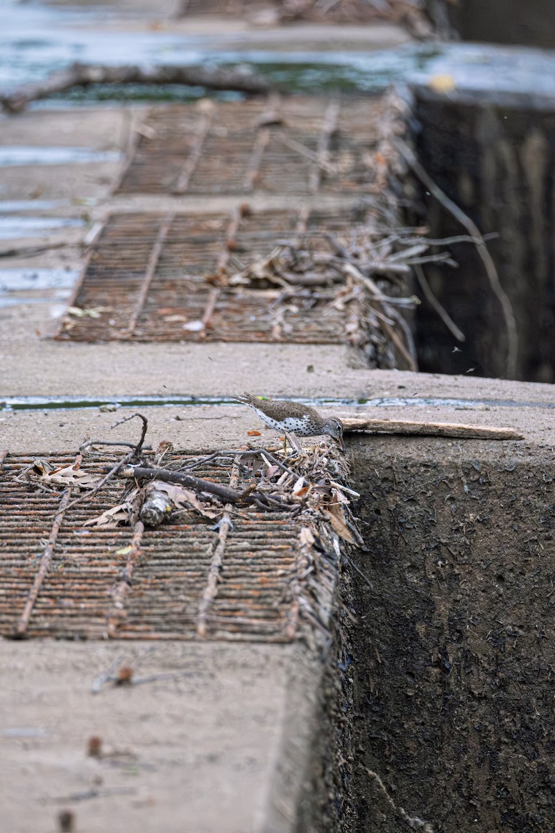 Spotted Sandpiper - ML643588492