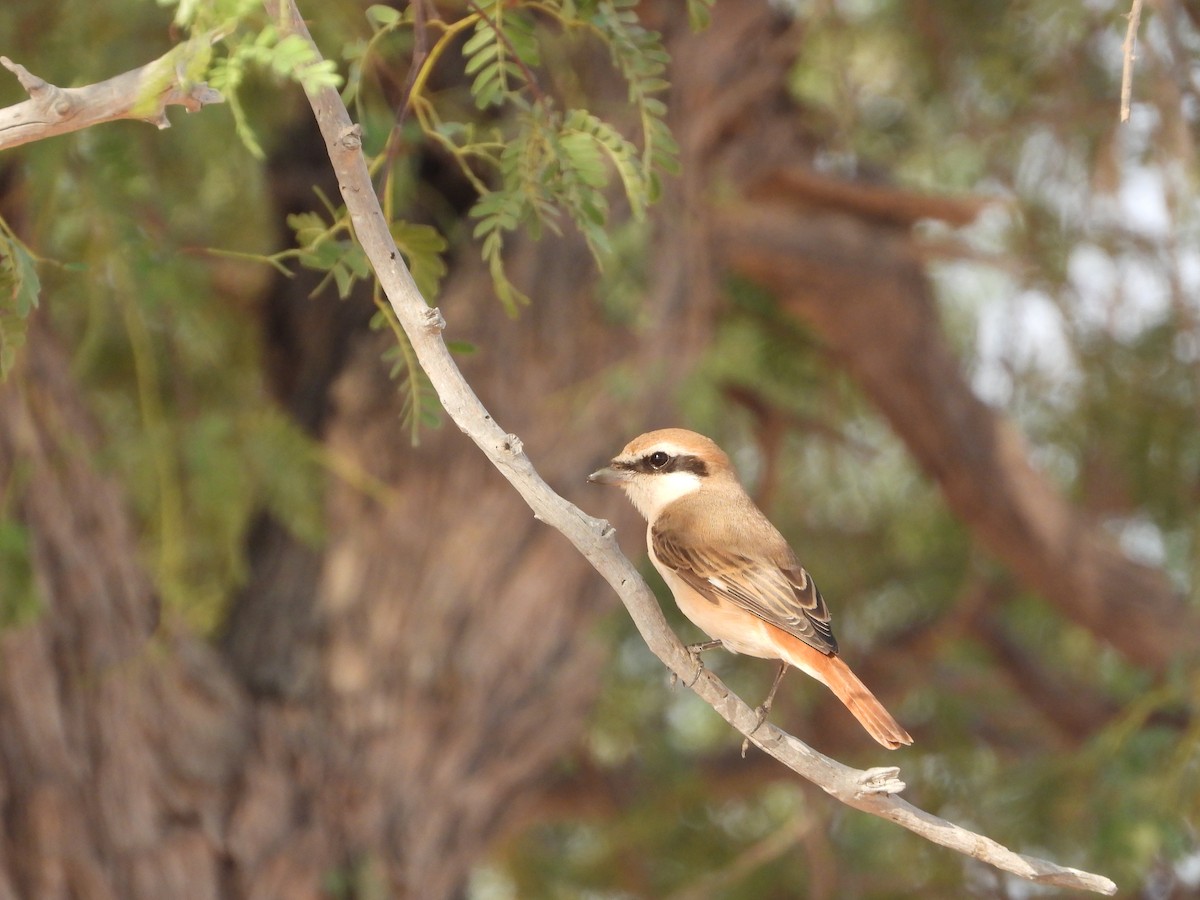 Red-tailed Shrike - ML643588494