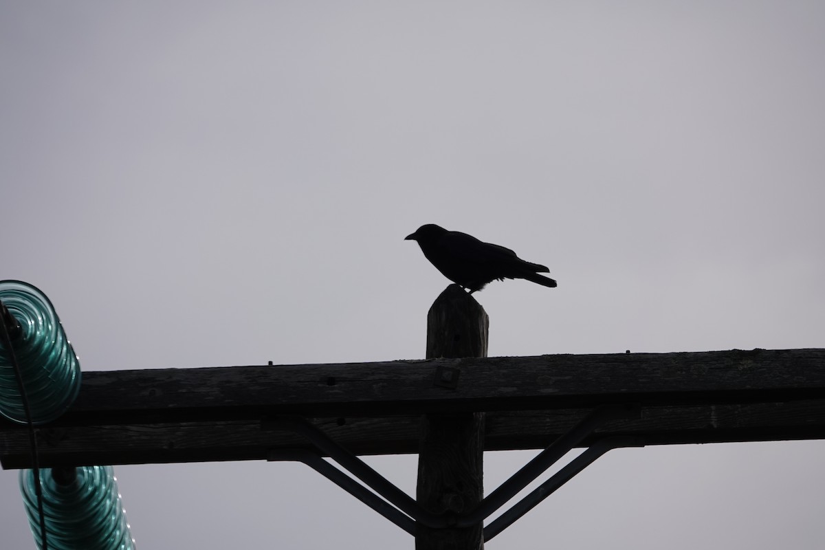 American Crow - ML643588528