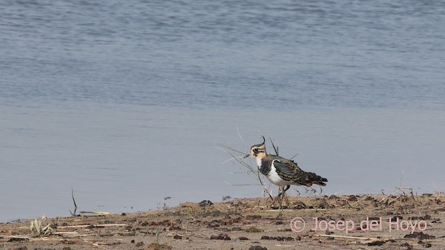 Northern Lapwing - ML643588532