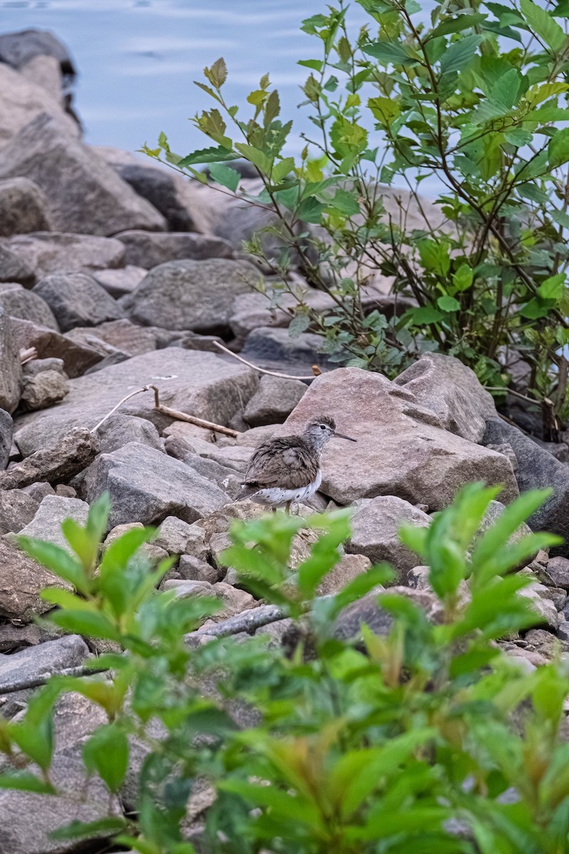 Spotted Sandpiper - ML643588544