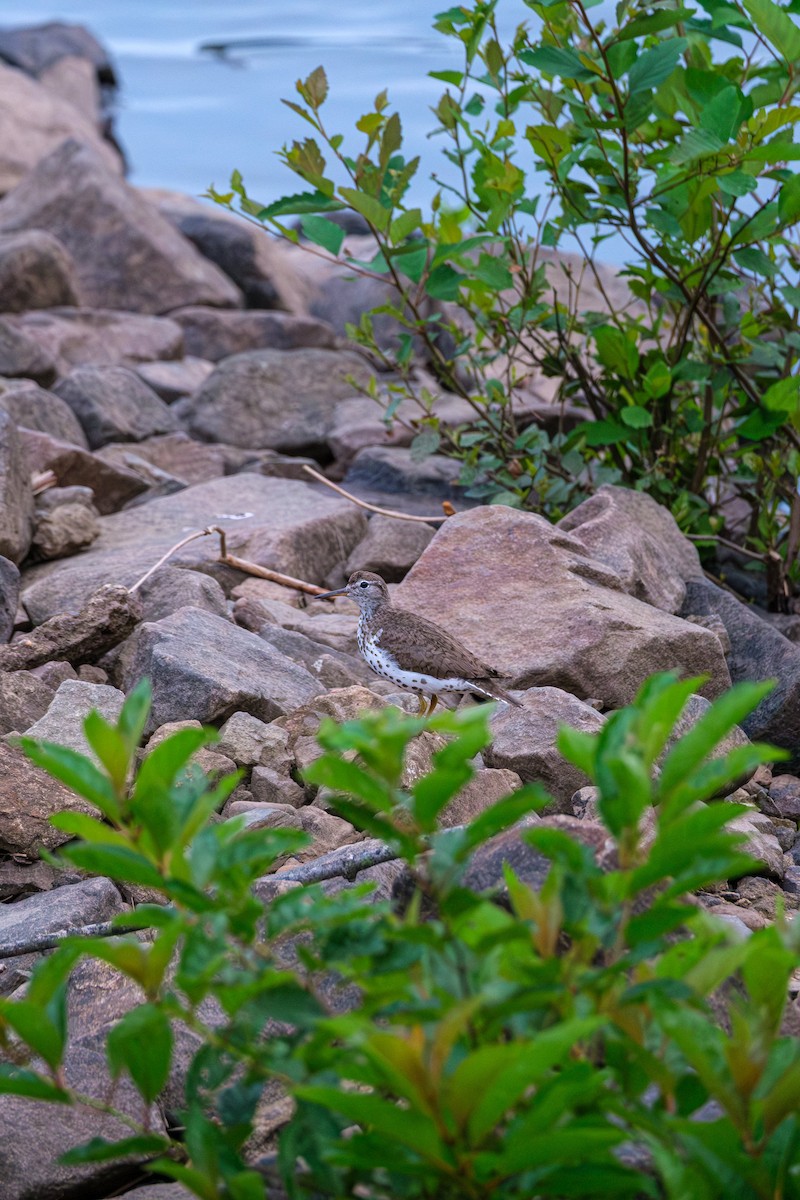 Spotted Sandpiper - ML643588545