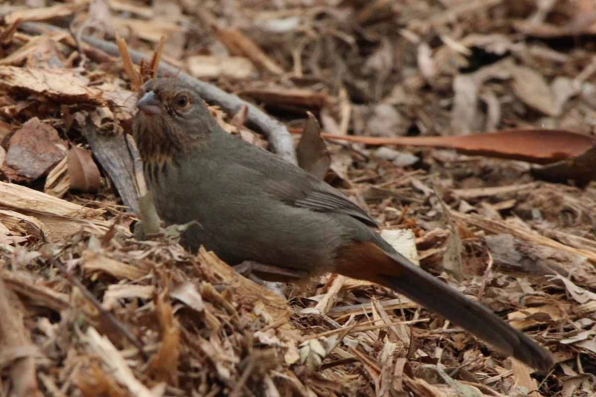 California Towhee - ML643588547