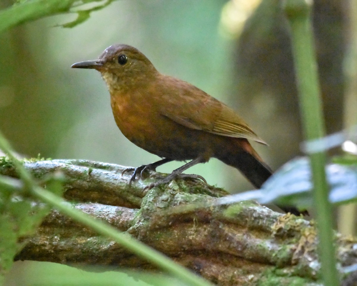 Sclérure à poitrine rousse (scansor) - ML643588553