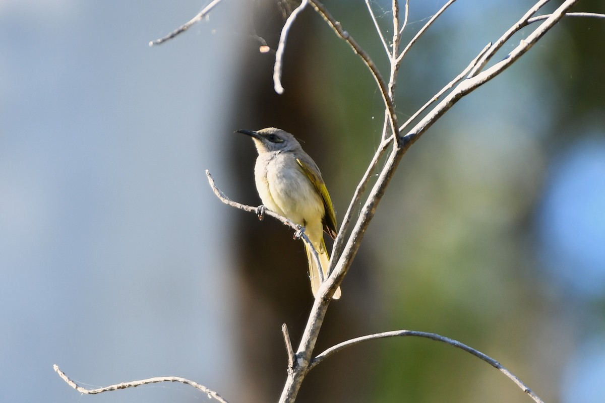 Brown Honeyeater - ML643588555