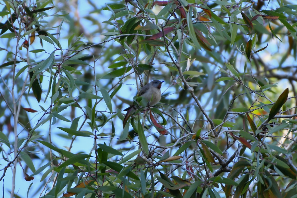 Rufous-throated Honeyeater - ML643588558