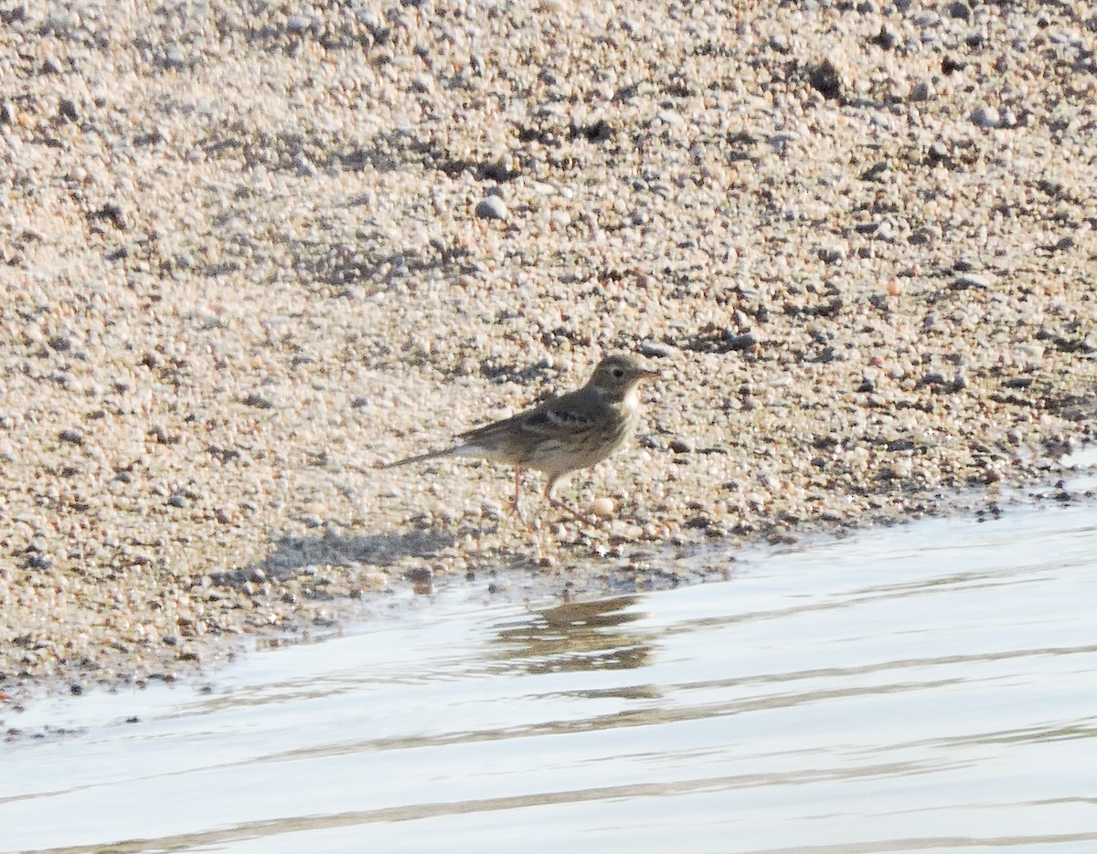 American Pipit - ML643588578