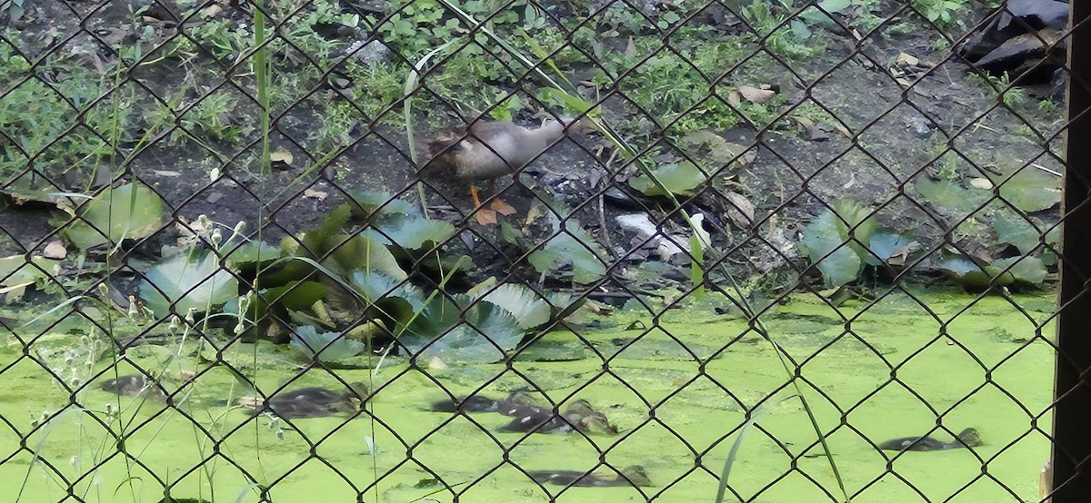 Indian Spot-billed Duck - ML643588580