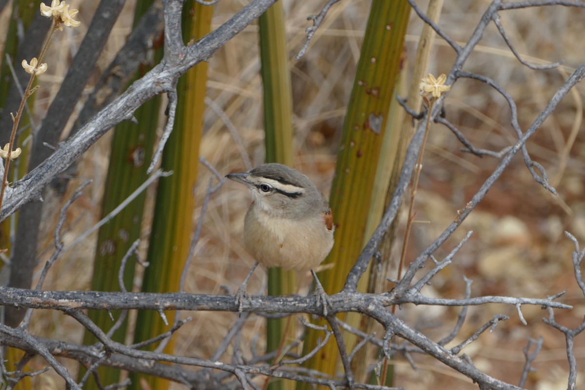 Brown-crowned Tchagra - ML643588581