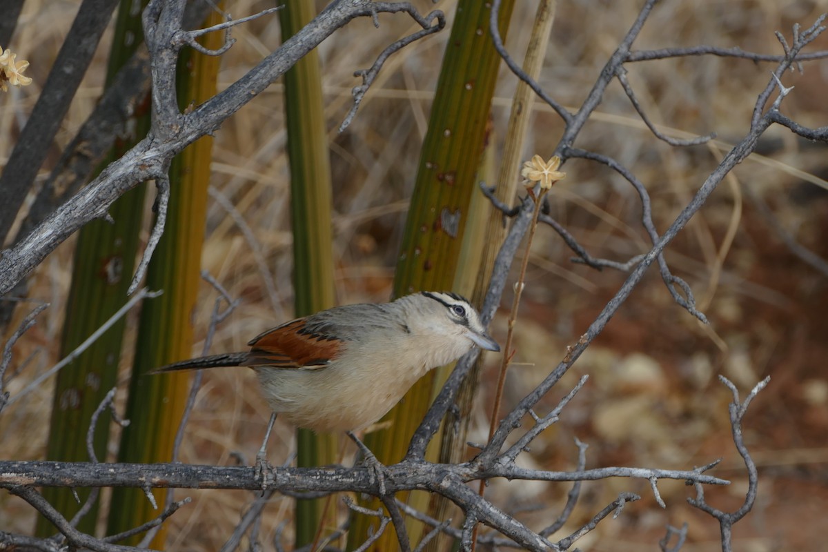 Brown-crowned Tchagra - ML643588582