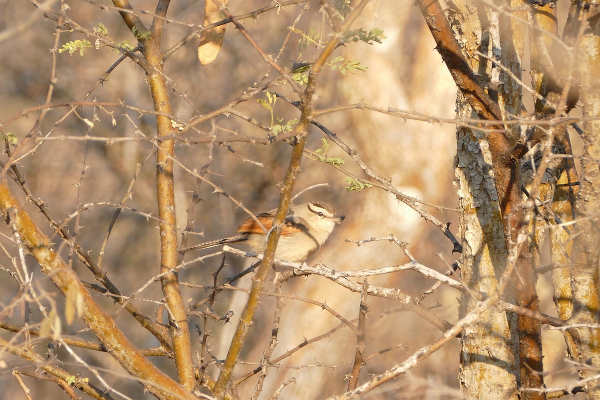 Brown-crowned Tchagra - ML643588583