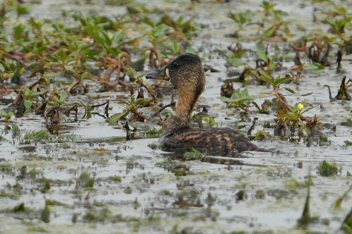 White-backed Duck - ML643588596