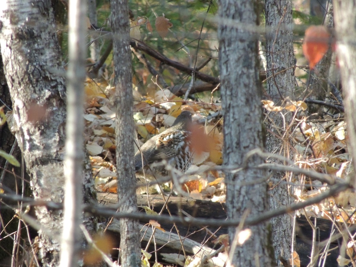 Hazel Grouse - ML643588620
