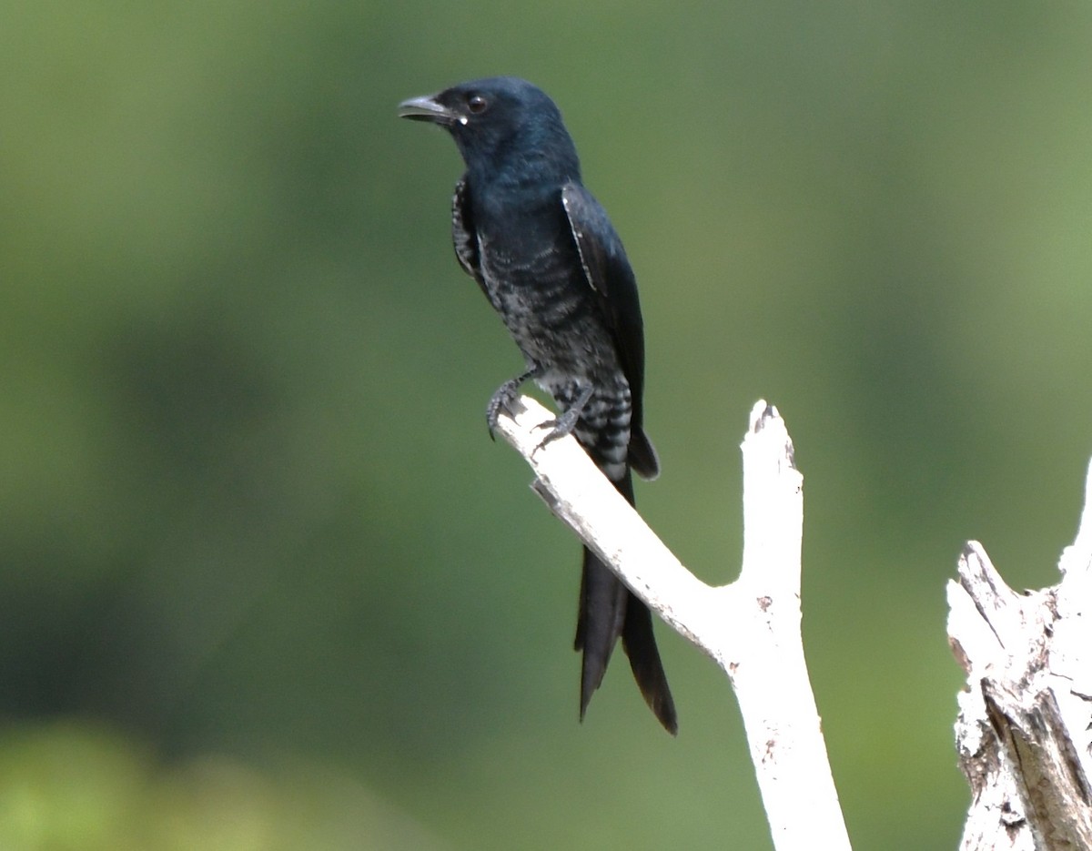 Black Drongo - ML643588660