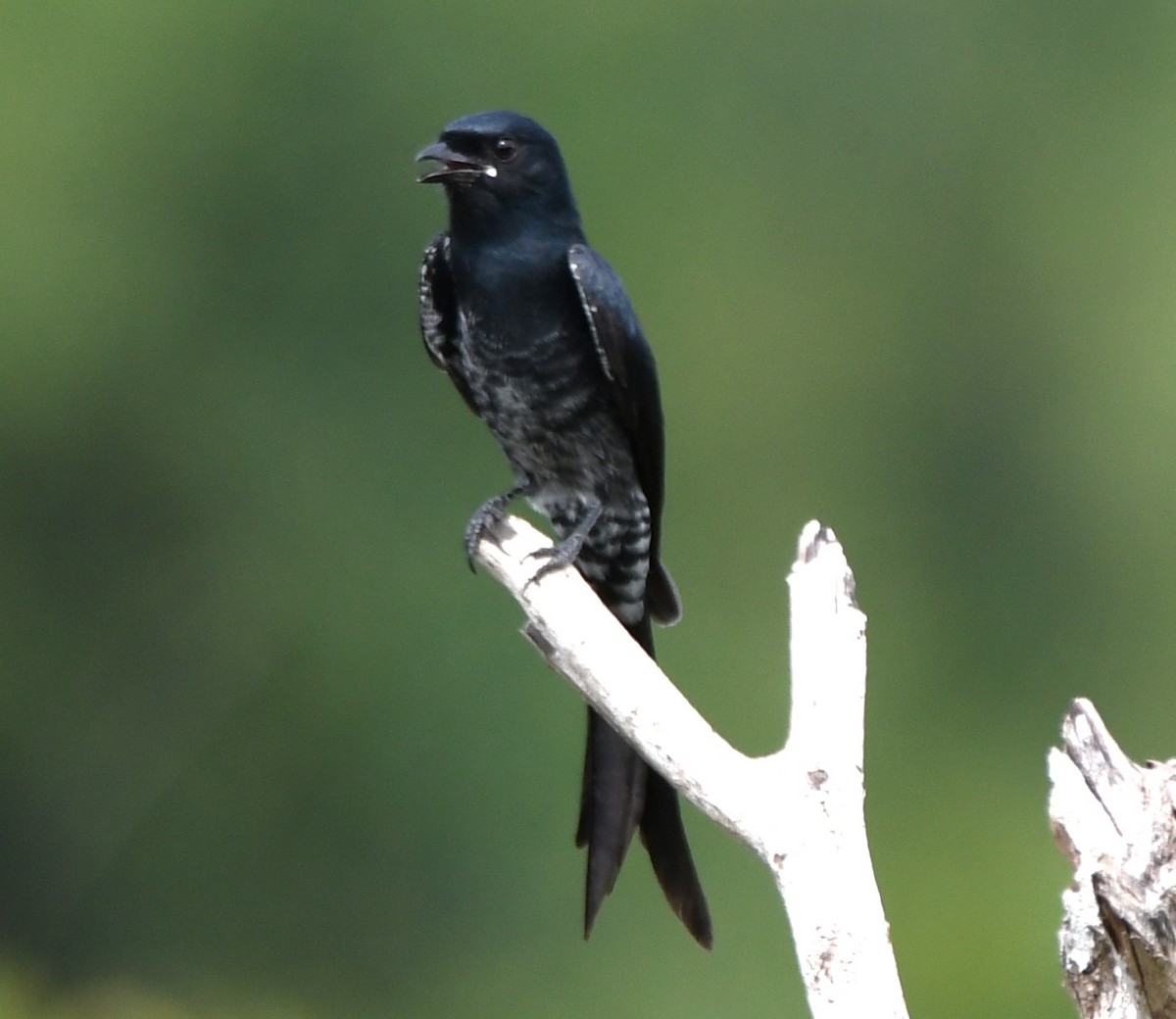 Black Drongo - ML643588663