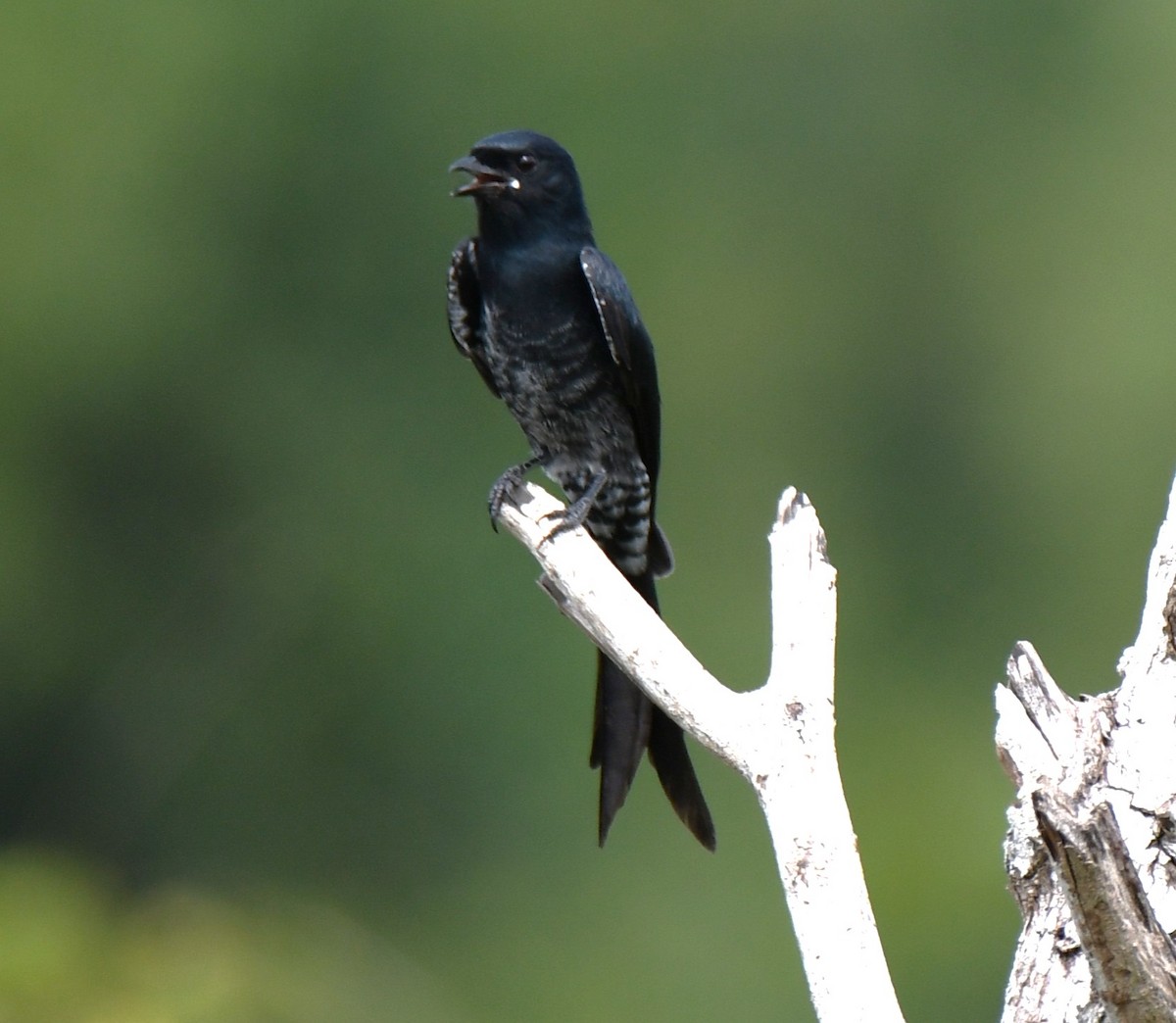 Black Drongo - ML643588665
