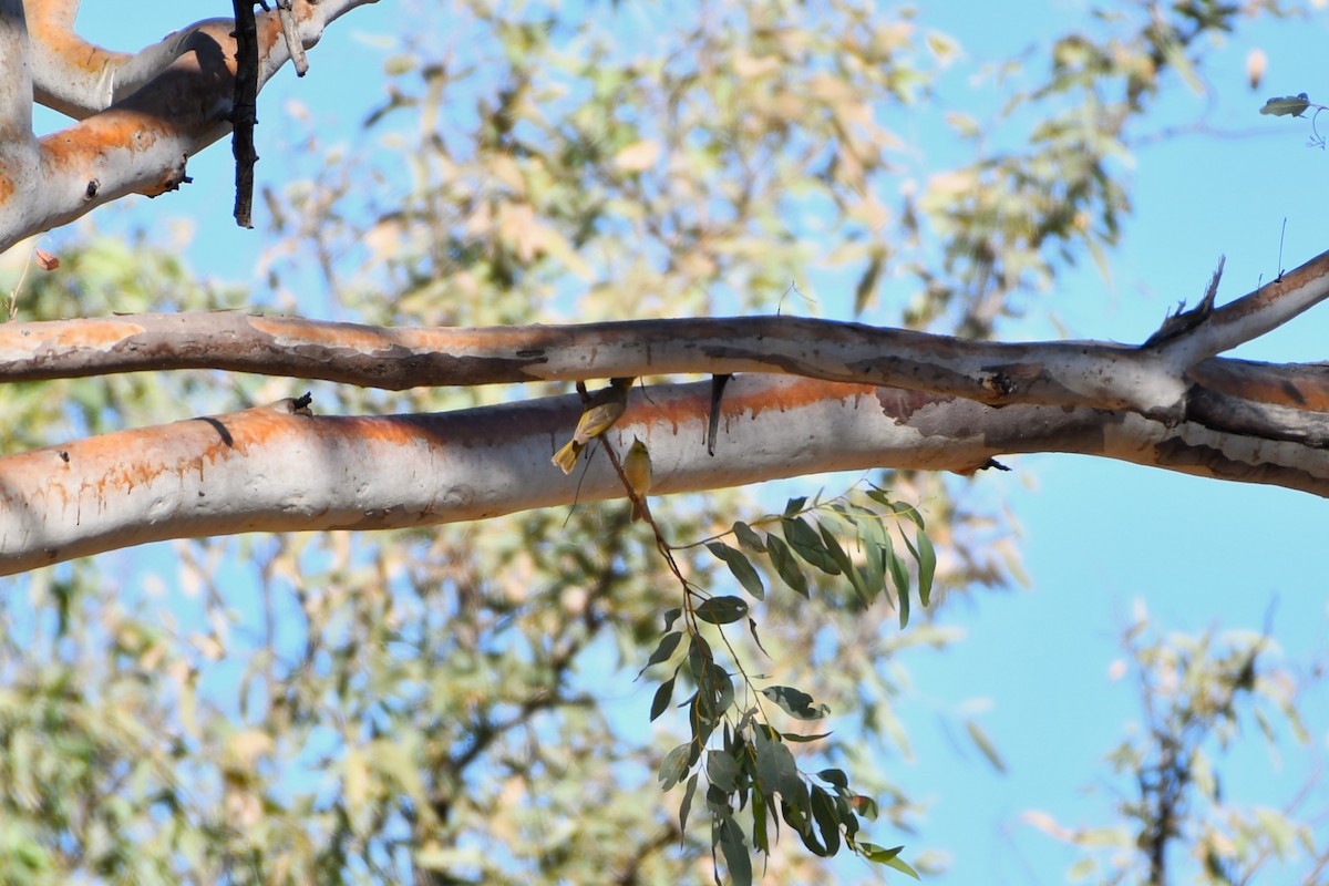 Yellow-tinted Honeyeater - ML643588670
