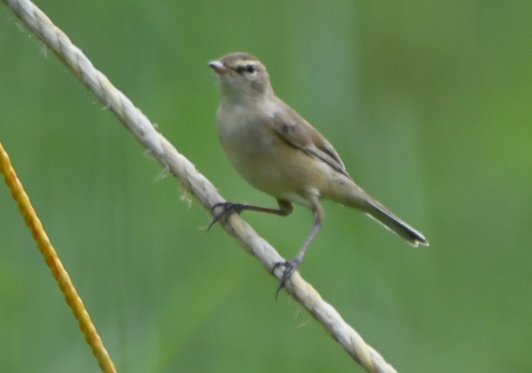 Халиун заараг - ML643588672