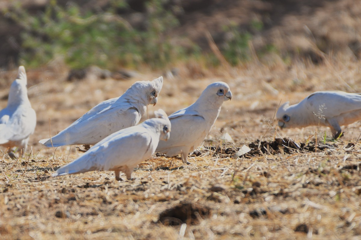 Cacatoès corella - ML643588676