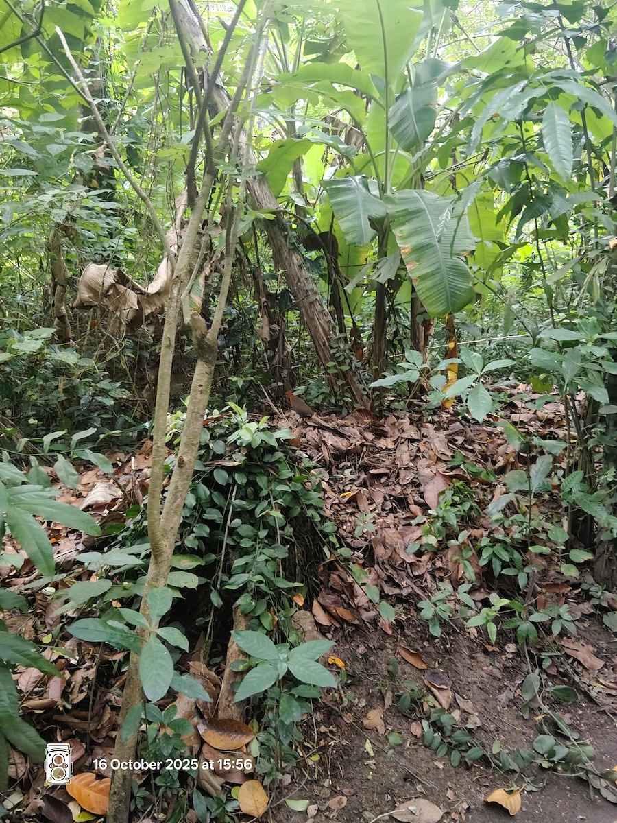 Slaty-legged Crake - ML643588677