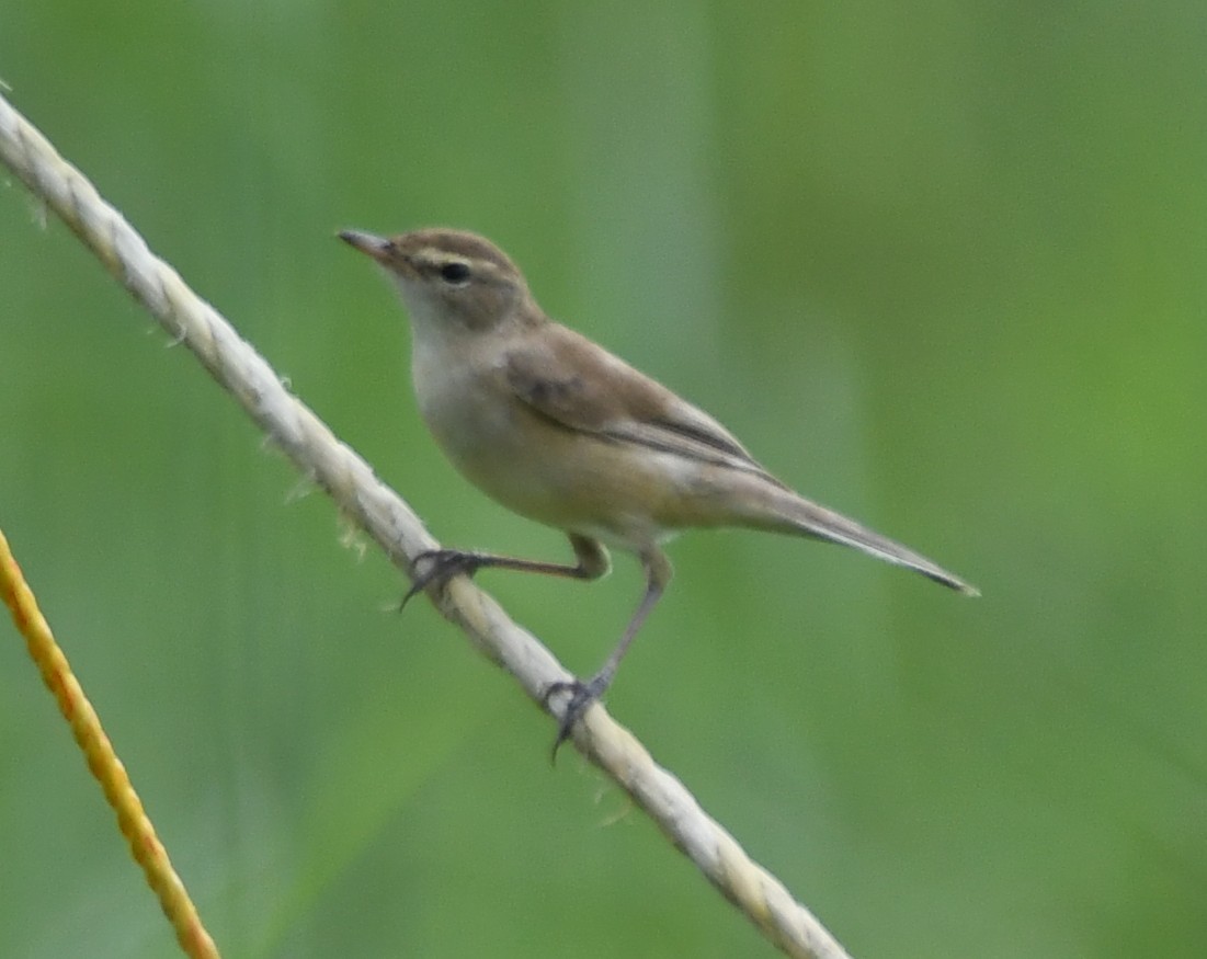 Халиун заараг - ML643588678