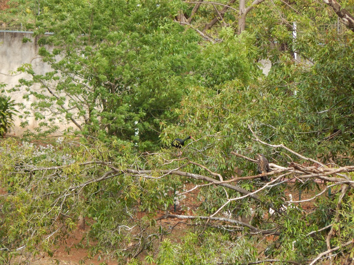 rødmaskeibis - ML643588679