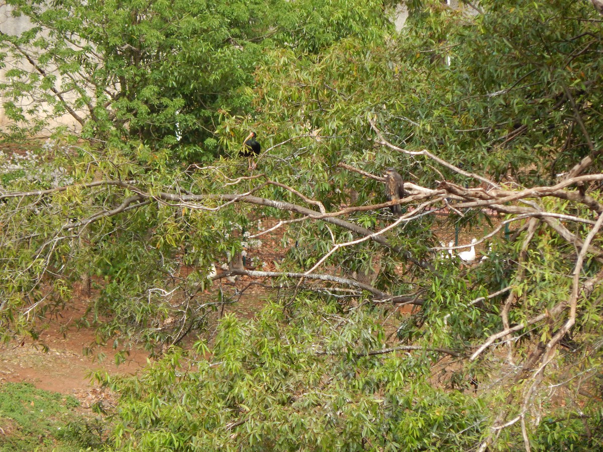 rødmaskeibis - ML643588681