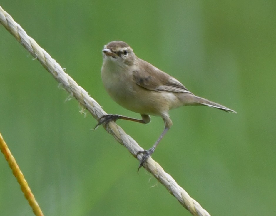 Халиун заараг - ML643588682