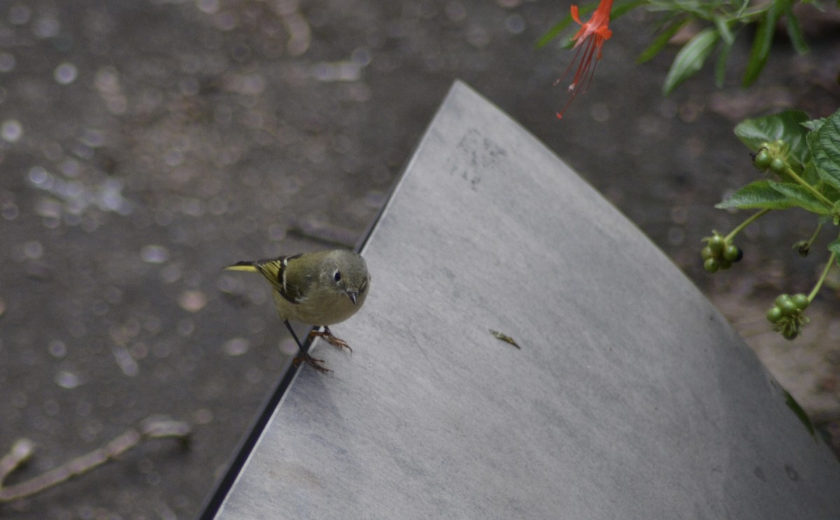 Ruby-crowned Kinglet - ML643588718