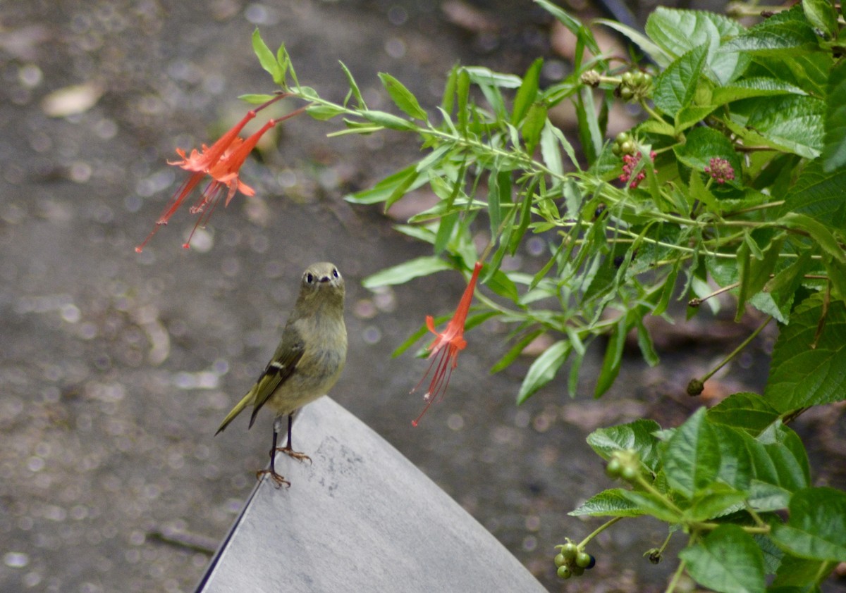 Ruby-crowned Kinglet - ML643588719