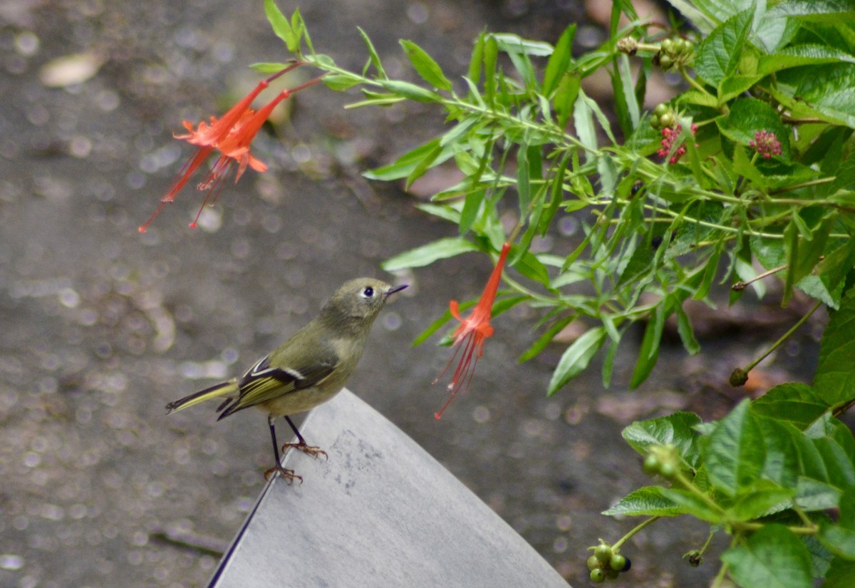 Ruby-crowned Kinglet - ML643588720