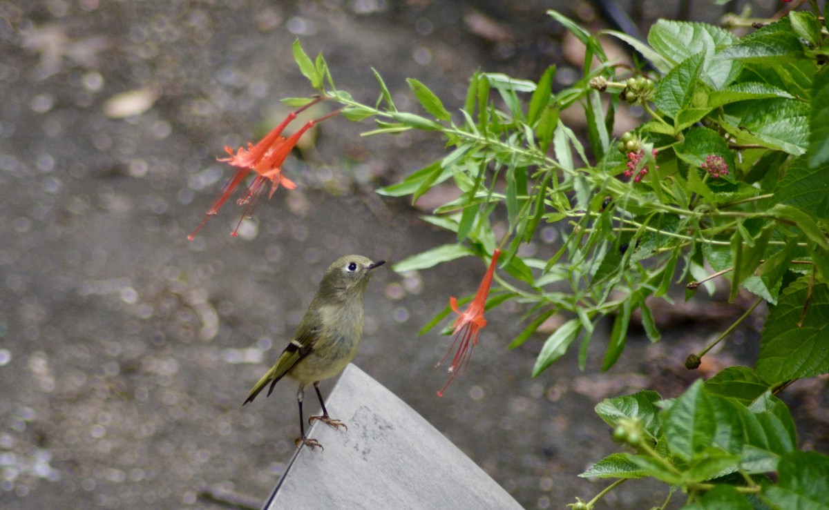 Ruby-crowned Kinglet - ML643588721